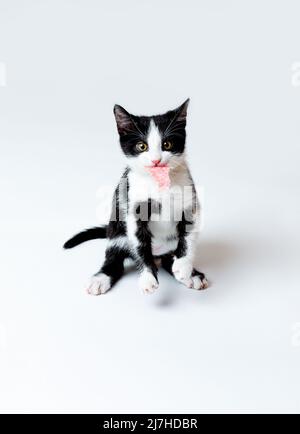 The kitten holds a piece of sausage in his teeth. White background Stock Photo