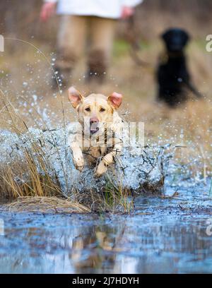 A yellow Lab out water training on a late spring afternoon Stock Photo