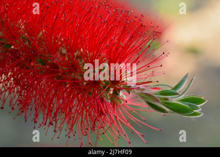 Detalle de la flor del árbol del cepillo, Callistemon citrinus, en primavera Stock Photo