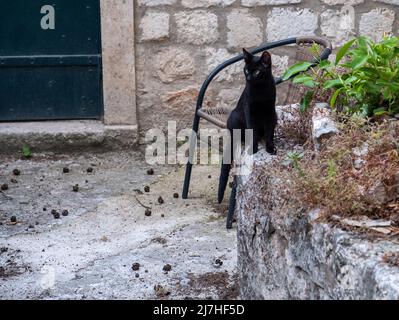 Black street cat in Dubrovnik, Croatia. Stock Photo