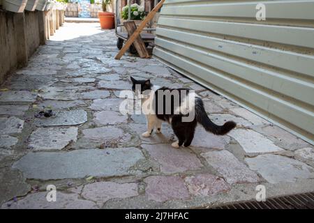 Black and white cat roams the streets Stock Photo