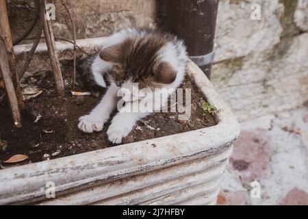 Small kitten sits in flower pot Stock Photo