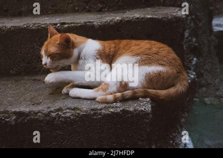 Cat sat on steps grooming Stock Photo