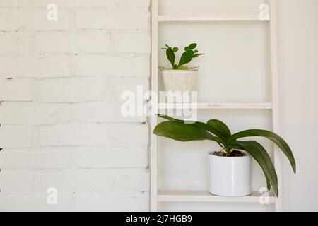 indoor plants in white flower pots in modern interior against white brick wall. home floriculture Stock Photo