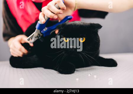 Trimming the claws of a black beautiful cat. Stock Photo