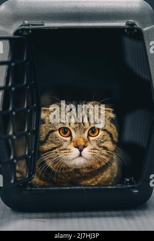 A beautiful cat with orange eyes sits in a cage for transportation. Stock Photo