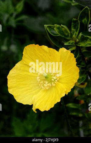 Eschscholzia californica, the California poppy, golden poppy, California sunlight or cup of gold, is a species of flowering plant in the family Papave Stock Photo