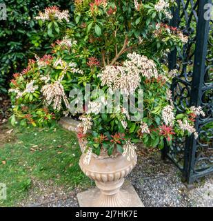 A potted Japanese Andromeda plant. Stock Photo