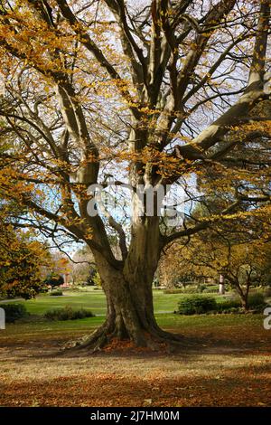 A large tree in autumn in Robert's Park, Saltaire. West Yorkshire Stock Photo