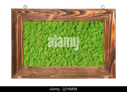 Green preserved moss framed ,isolated on white background Stock Photo
