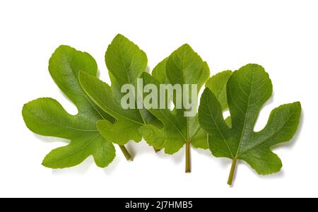 Fig leaves isolated on white background Stock Photo