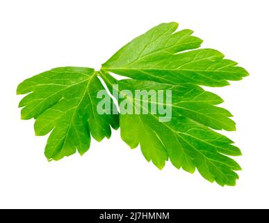 Parsley leaf isolated on white background. Fresh green parsley Stock Photo