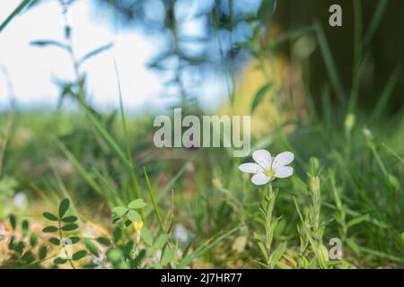 mountain sandwort flower close up view in spring outdoors on sunny day Stock Photo