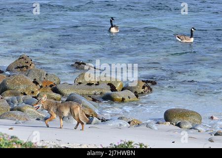 Pacific Grove, California, USA. 9th May, 2022. Bush Wolf gives up the chase and decides not to go for a swim .to try and catch one of a pair of geese which she has chased.in the cold Pacific Ocean (Credit Image: © Rory Merry/ZUMA Press Wire) Stock Photo