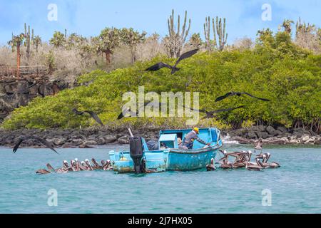 Pelicans and magnificent frigate birds, Fregata magnificens, hover over fisherman on boat cleaning their catch off the island of Santa Cruz, Galapagos Stock Photo