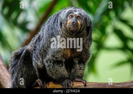 The pale-headed saki, Pithecia pithecia, is also known as the Guianan saki, white-faced saki and the golden-faced saki. They can be found in Brazil, F Stock Photo