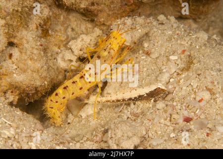 A juvenile saddled shrimpgoby, Cryptocentrus leucostictus, living in a symbiotic relationship with a blind snapping shrimp, Alpheus sp. not yet named Stock Photo