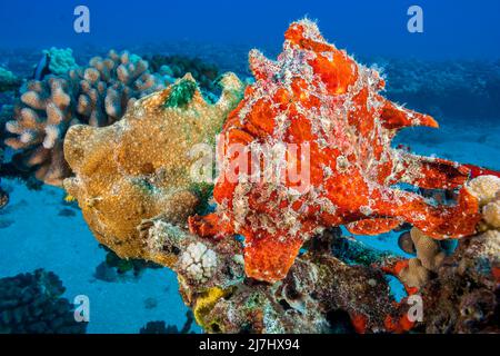A pair of Commerson's frogfish, Antennarius commersoni, Hawaii. Stock Photo