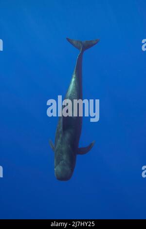 A short-finned pilot whale, Globicephala macrorhynchus, Hawaii. Pilot whales dive thousands of meters during the day in search of cephalopod prey. Stock Photo