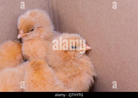 Close up newborn chicken, chicken farm Stock Photo