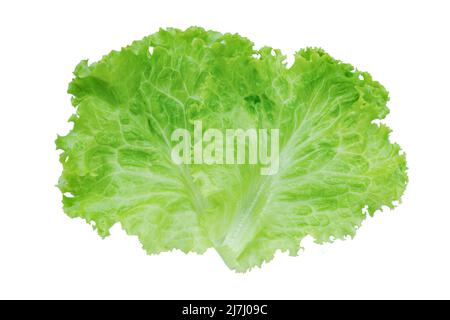 Lettuce. Salad leaf isolated on white background with clipping path Stock Photo