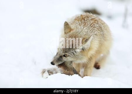 Corsac Fox, Vulpes corsac, in the nature habitat with prey, found in steppes, semi-deserts and deserts in Central Asia Stock Photo