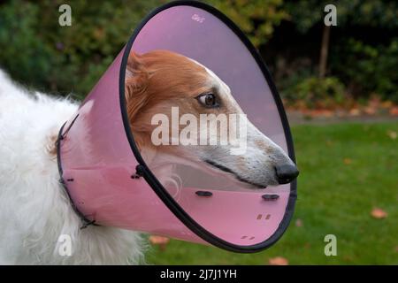 Dog scratch cone hi res stock photography and images Alamy