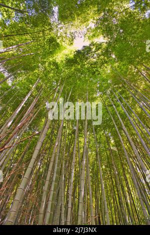 Looking upwards through a canopy of tall bamboo trees Stock Photo