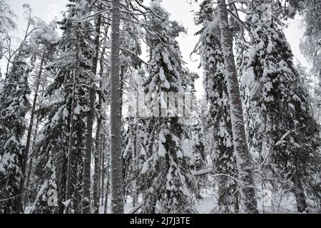winter landscape with coniferous trees covered with snow at dusk Stock Photo