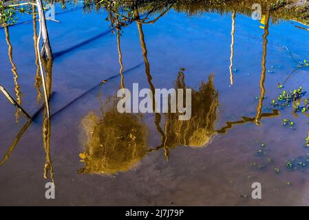 Reflections of plants and wood in the water of a river. Jaguaripe River in Maragogipinho, Bahia, Brazil. Stock Photo