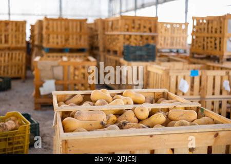 Large wooden box full of houneynut squashes in warehouse Stock Photo