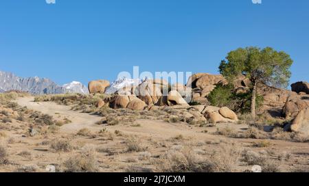 Lone tree among rock formations in Alabama Hills in California Stock Photo