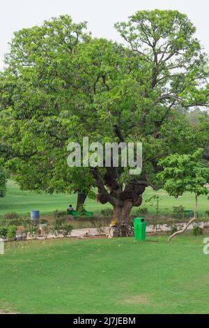 Large mature tree with a broad green canopy standing on a lawn in a public park Stock Photo