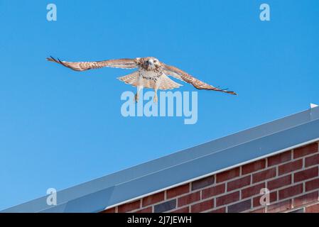 Red Tail Hawk Flying in Boston Stock Photo