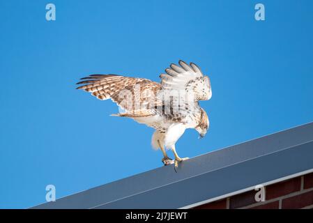 Red Tail Hawk Flying in Boston Stock Photo