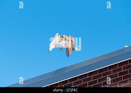 Red Tail Hawk Flying in Boston Stock Photo