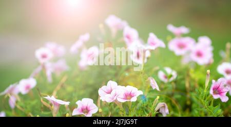 Spring background with sun flares on Petunia flowers. Stock Photo