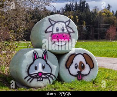 Hay bales packed in plastic. Agricultural area in the region of British Columbia. Countryside field with hay bale wrapped in plastic and painted-April Stock Photo