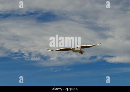 A silver gull in flight over La Perouse in Sydney, Australia Stock Photo