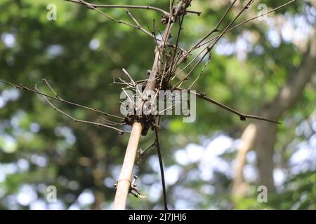 View of a bamboo stem that is dry and exposed to sunbeams on a nature background Stock Photo