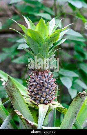 Young pineapple growing on the tree inside of a yard garden Stock Photo