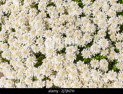 Iberis sempervirens white flowers in the garden. Evergreen candytuft flowers for the background. Close up, selective focus, nobody, background Stock Photo