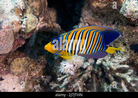 A lone Regal Angelfish (Pygoplites diacanthus) in the Red Sea, Egypt Stock Photo
