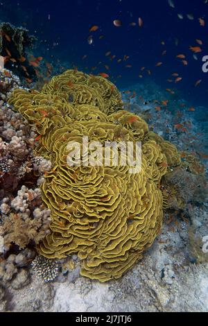 Yellow Scroll Coral (Turbinaria reniformis) in the Red Sea, Egypt Stock Photo