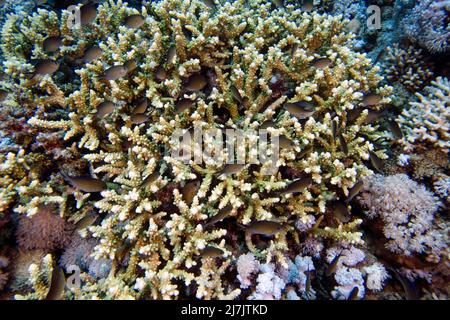 Yellowaxil pullers (Chromis flavaxilla) in the Red Sea, Egypt Stock Photo