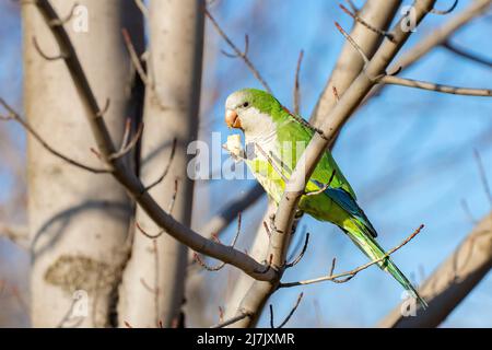 Monk parakeet masterclass of elegant dining with multi use paws. Aka Myiopsitta monachus. Aka Quaker parrot. Stock Photo