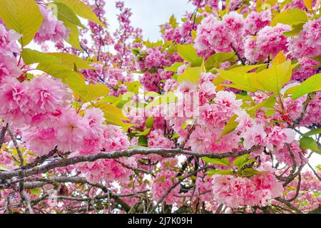Sakura tree background. Blooming flowers on the sakura tree Stock Photo