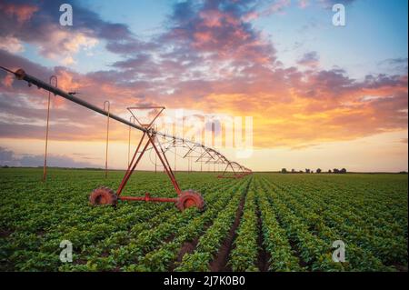 Agricultural irrigation system watering corn field on sunny summer day Stock Photo