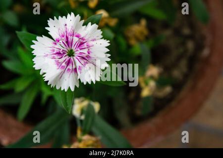 A closeup shot of china pink flower in full bloom ia flower pot in an Indian household. Dianthus chinensis commonly known as rainbow pink or China pin Stock Photo