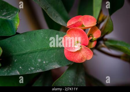 A Euphorbia milii the crown of thorns Christ plant or Christ thorn,is a species of flowering plant in the spurge family Euphorbiaceae native to Madaga Stock Photo